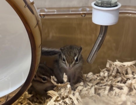【写真はイメージです。実際の仔とは異なります。】