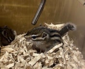 シマリス