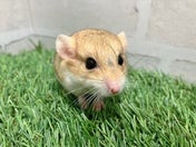 ファットテイルジャービル