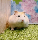 イエロージャンガリアンハムスター