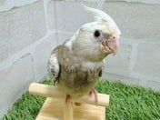オカメインコ ヒナ
