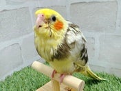 オカメインコ ヒナ