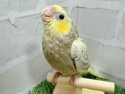 オカメインコ ヒナ (色変わり)