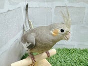 コミュニケーションバード