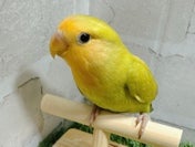 コミュニケーションバード