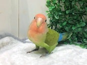 お顔のお色が変わってきました❤️4/8