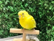 きゅるきゅる❤️4/8