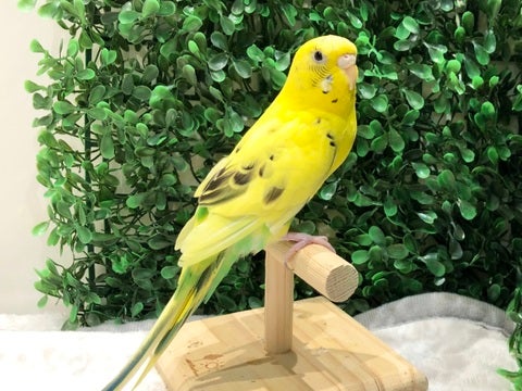 立派🌟