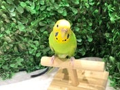 あざとかわいい🤍4/8