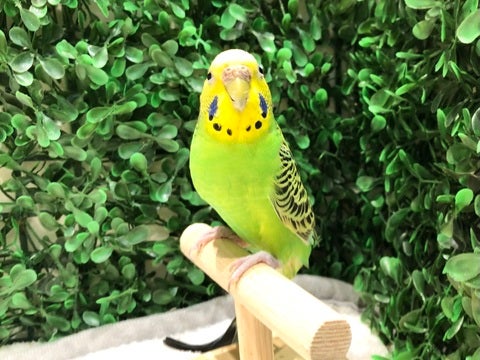 うるうるおめめ🌟