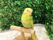 かわいいきゅるきゅるフェイスです💕4/8