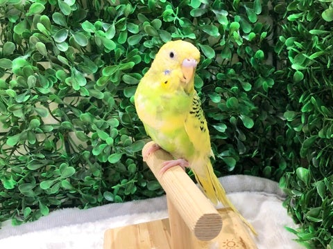 こてん🥺