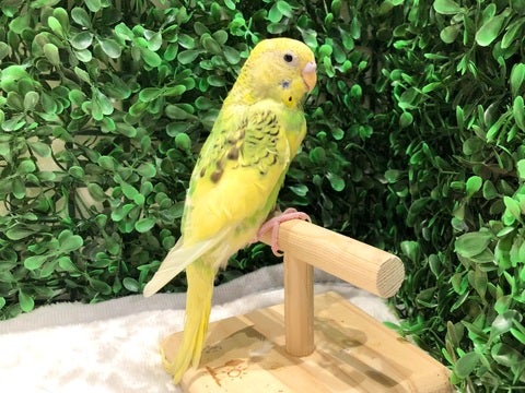 綺麗な羽です🪽