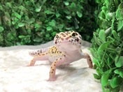 かわいい‼️4/8
