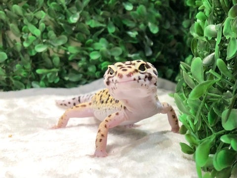 かわいい‼️4/8