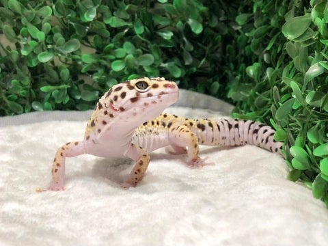 ちらっ