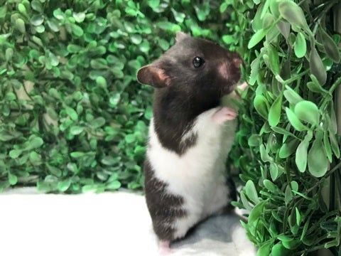 くんくん…