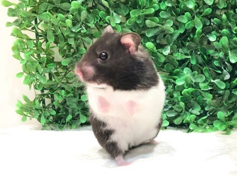 ちらっ