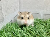 ロボロフスキーハムスター