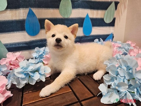 【2025/05/08撮影】元気いっぱいコロコロぼでぃ✨