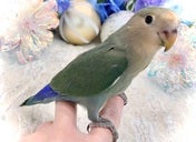 コザクラインコ (色変わり)