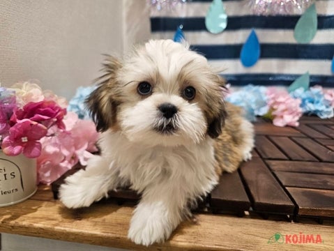 【2025/05/08撮影】明るい性格です⭐︎上目遣いがカワイイ💖