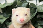 マーシャルフェレット