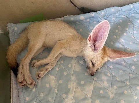 ※撮影日、2025年5月3日※成長し写真とは異なる場合がございます※