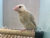 ブンチョウ ヒナ (シナモン)