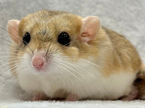 ぜひ会いに来てください✨