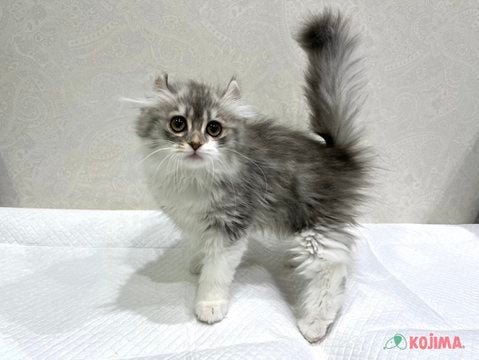 【2025/05/08撮影】遊びたがりの甘えん坊🍬✨
