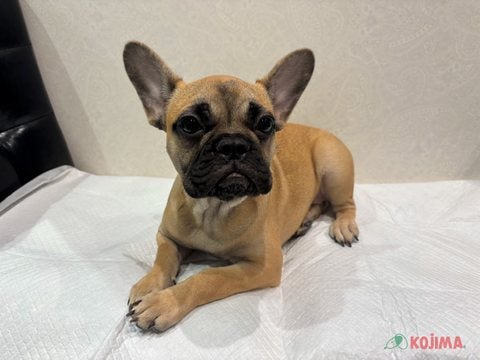 【2025/05/08撮影】凛々しい眉毛のかわいいゴルゴちゃん🎀🐾