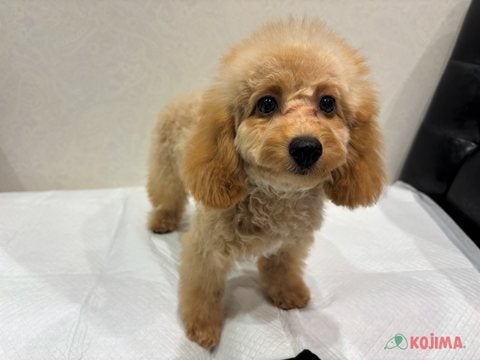 【2025/05/08撮影】お膝に乗せたらのんびりさん✨初カットしました✂