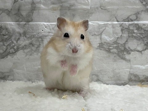 ※写真はイメージです