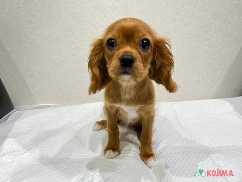 【2025/05/08撮影】人間さんだーいすき！！！！！
