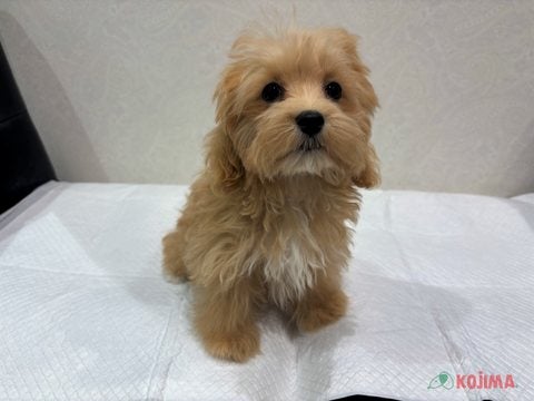 【2025/05/08撮影】いつでもハイテンション✨