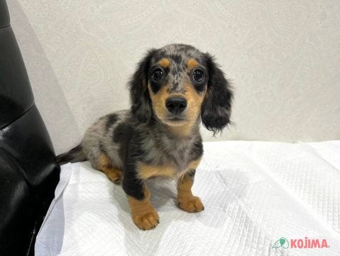【2025/05/08撮影】おしゃれな毛色なんだぞ💓うらやましいでしょ～( *´艸｀)