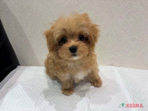 【2025/05/08撮影】ちょこんとさん💕ころころぼでぃでしゅ(*^^*)