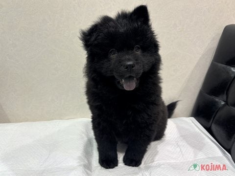 【2025/05/08撮影】くまさんじゃなくていぬさんだからね🐻🐶💕