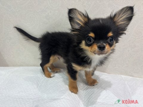 【2025/05/08撮影】甘えん坊ちーちゃん参上✨✨