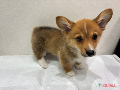 【2025/05/08撮影】もしかしてキツネさん…？🦊
