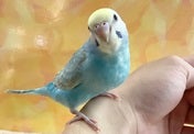 セキセイインコ ヒナ