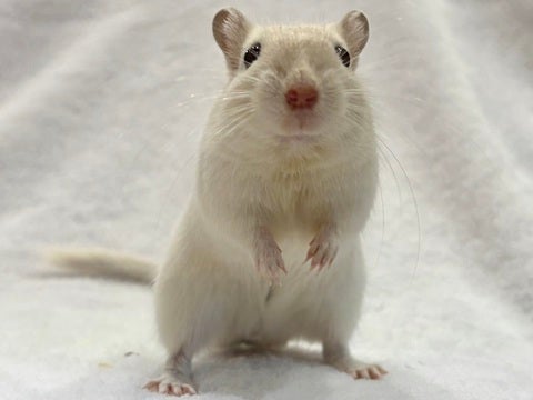 ケージ内ではオラオラしちゃいますが、外に出すと触らせてくれます🤍