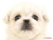 ハーフ犬（マルペキ）