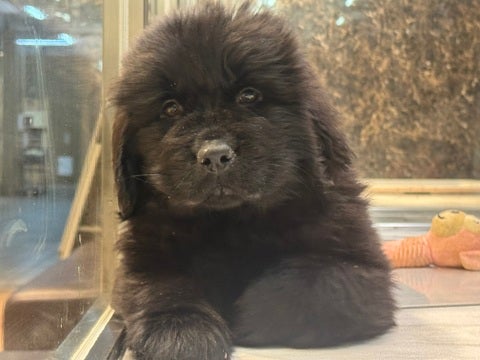 2025/05/09撮影  悟り開いたニューファン氏
