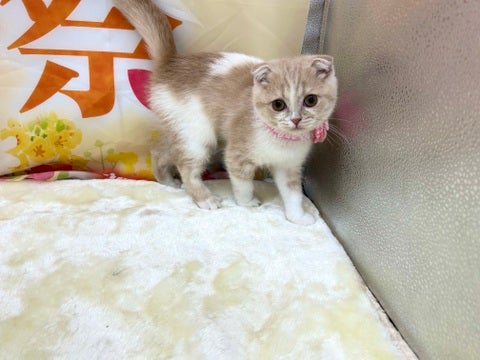 【2025/05/08撮影】おしゃべり＆触ってアピールがすごいです💕