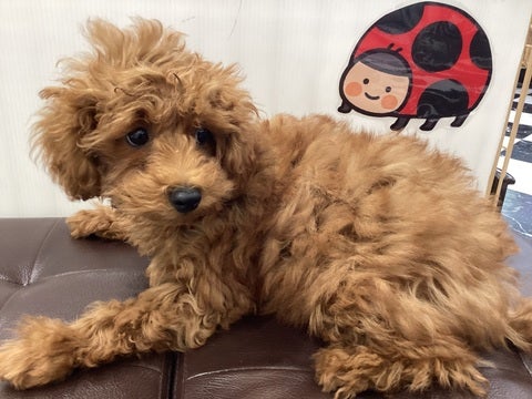 2025/05/09 撮影　お目目クリクリ　丸顔ちゃん💕