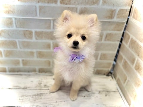 5/9更新✨　モフモフのポメちゃん🤍