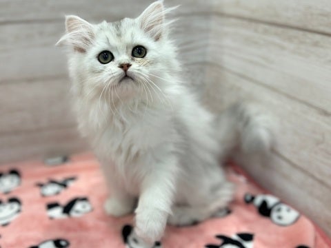 5/9撮影🌟　とっても甘ったれちゃん🥺💗