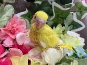 【2025/05/09撮影】可愛い😁